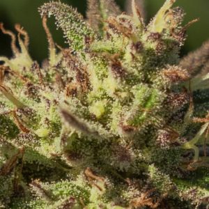 Atlas Seed – Neon Cowgirl (Feminized) (Early/fast)