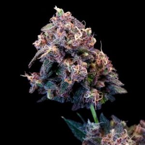 Atlas Seed – Outer Space Cake (Feminized)
