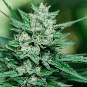 Atlas Seed – Papa Smurf  (Feminized) (Early/fast)