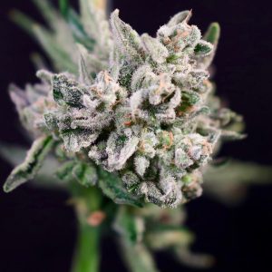 Atlas Seed – Papaya Bomb x GMO Cookies  (Feminized) (Early/fast)