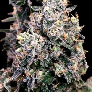Atlas Seed – Peanut Butter Bomb  (Feminized) (Early/fast)