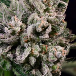 Atlas Seed – Peanut Butter Breath (Fast) (Feminized)