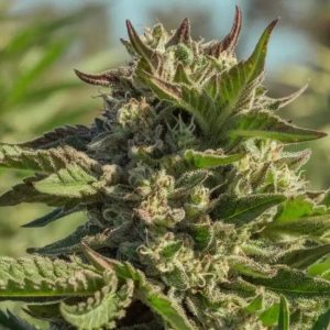 Atlas Seed – Peanut Butter Souffle (Feminized)