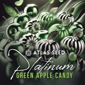 Atlas Seed – Platinum Green Apple Candy (Feminized)