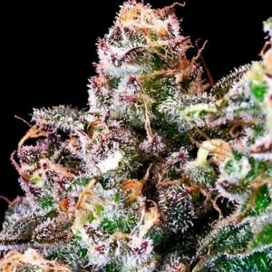Atlas Seed – Purple Punch (Feminized)