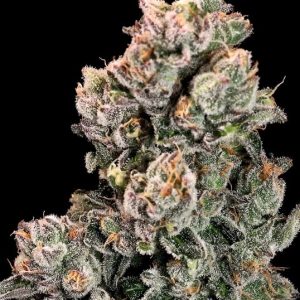 Atlas Seed – Slurpicane  (Feminized) (Early/fast)
