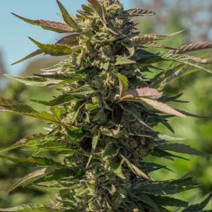 Atlas Seed – Snow Panda  (Feminized) (Early/fast)