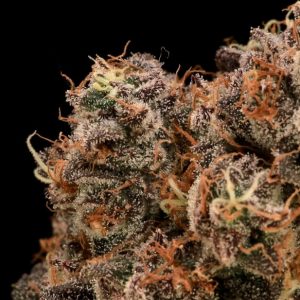 Atlas Seed – Sour Cherry Diesel (Feminized)