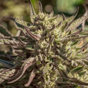 Atlas Seed – Space Panda (Feminized)