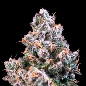 Atlas Seed – Space Station (Feminized)