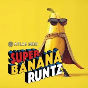 Atlas Seed – Super Banana Runtz (Feminized)