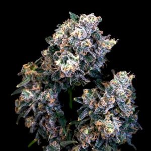 Atlas Seed – Super Sour Runtz (Feminized)