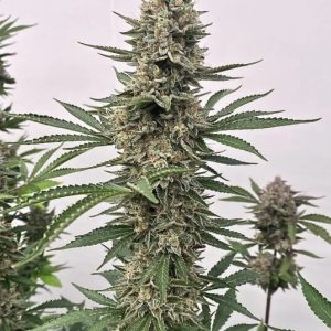 Atlas Seed – Tahoe Cookies Auto (Autoflower)