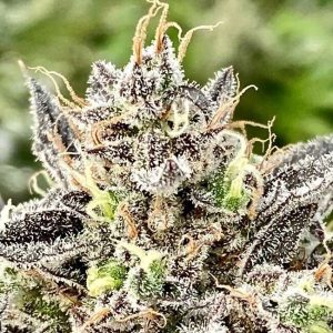 Atlas Seed – Whale Breath (Feminized)