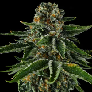 Compound Genetics – Mr Jones (Feminized)