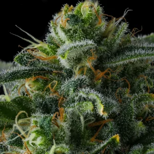 Compound Genetics – Philbo Baggins (Feminized)