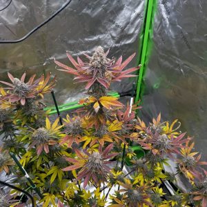 Elev8 Seeds – Boof Boss (Feminized) - Image 2