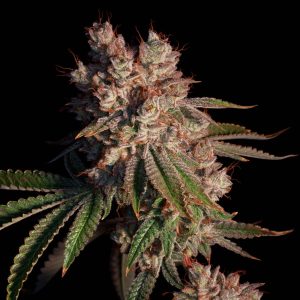 Elev8 Seeds – Lady Lemone (Feminized)
