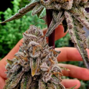 Elev8 Seeds – Platinum Capone (Feminized)