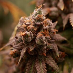 Elev8 Seeds – Scat Queen (Feminized)