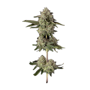 Happy Valley Genetics – Super Belts (Feminized) - Image 2