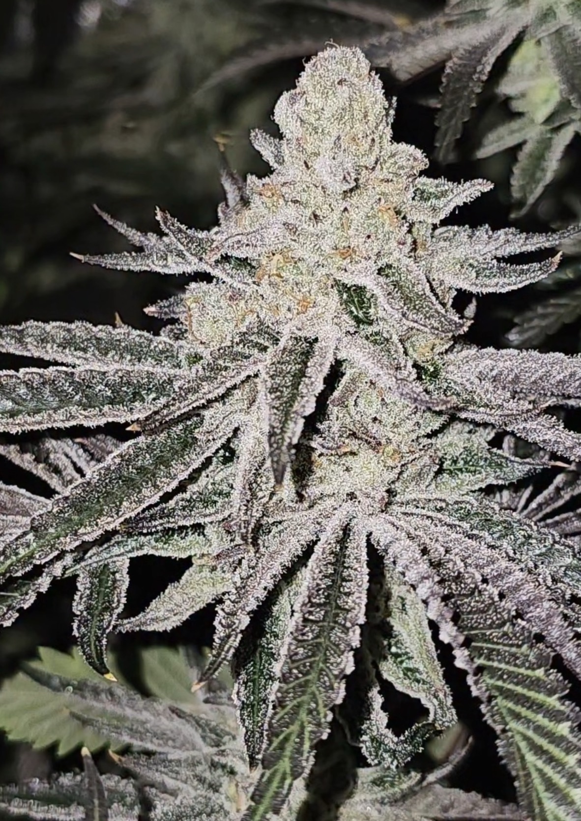 In House Genetics – Aurelium (Gold Pack) (Feminized) - Image 2
