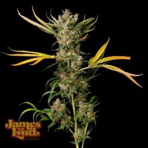 James Loud Genetics – Banana Cough (Regular) (Regular M/F)