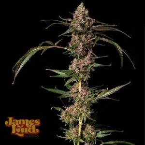 James Loud Genetics – Banana Punch Gelato Auto (Autoflower)