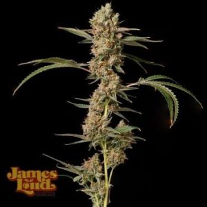 James Loud Genetics – Banana Punch OG Auto (Autoflower)