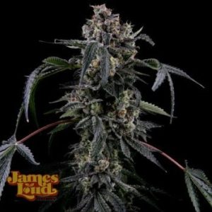 James Loud Genetics – Black Radler (Feminized)