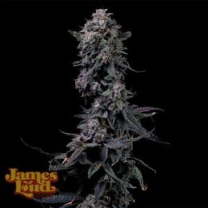 James Loud Genetics – Bumpboxx Kush (Feminized)
