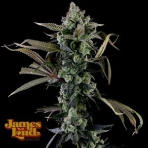James Loud Genetics – Candy Island (Feminized)