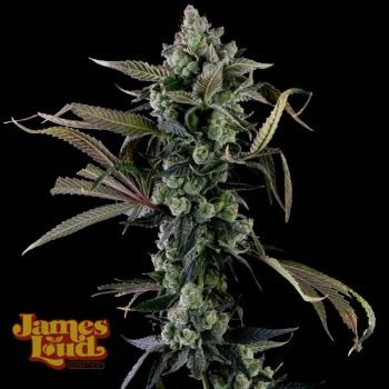 James Loud Genetics – Candy Island (Feminized)