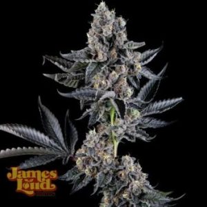 James Loud Genetics – Feel The Rainbow (Feminized)