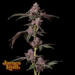 James Loud Genetics – Foam Party (Feminized)