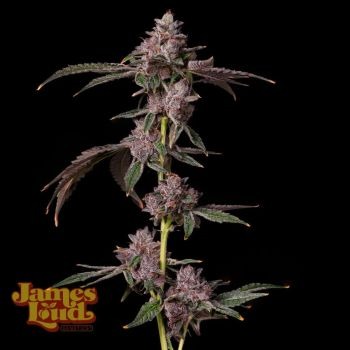 James Loud Genetics – Foam Party (Feminized)
