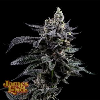 James Loud Genetics – Frosted Biscotti Auto (Autoflower)
