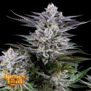 James Loud Genetics – Gee Zee (Feminized)