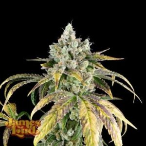 James Loud Genetics – Gorilla Cookies OG Auto (Autoflower)