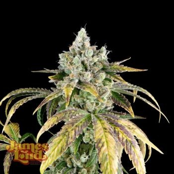 James Loud Genetics – Gorilla Cookies OG Auto (Autoflower)
