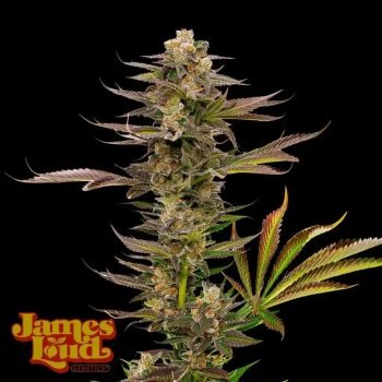 James Loud Genetics – Guavalato Auto (Autoflower)