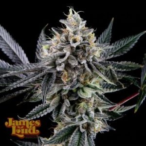 James Loud Genetics – Haight Street Haze (Feminized)