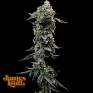 James Loud Genetics – Heavy Z (Feminized)