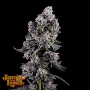 James Loud Genetics – Kuru Kashi (Ltd. Release) (Feminized)
