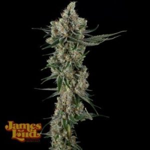 James Loud Genetics – Loud Dream Candy (Feminized)