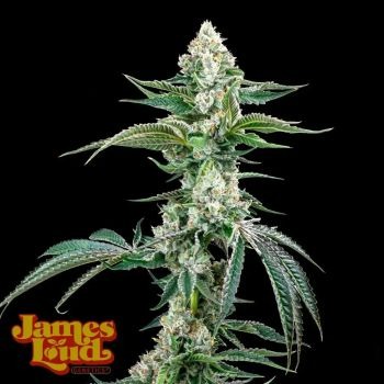 James Loud Genetics – Petrol Pop (Feminized)