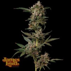 James Loud Genetics – Sour Grape Diesel (Feminized)