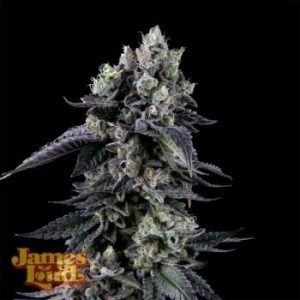 James Loud Genetics – Triangle Lemon Cherry (Feminized)