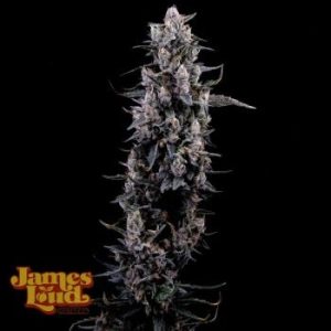 James Loud Genetics – Zour Diesel (Feminized)
