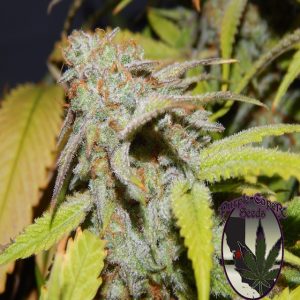 Purple Caper Seeds - Cookie OG (Feminized)